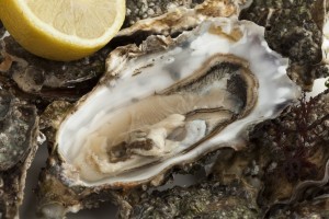 best oyster shucking knife